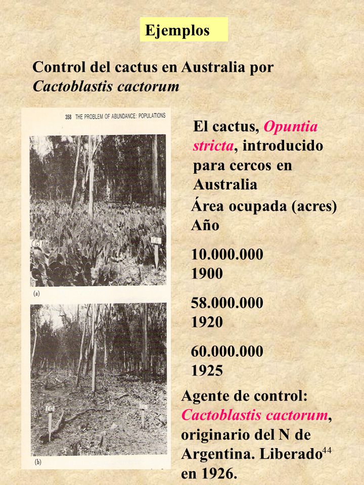 Control del cactus en Australia por Cactoblastis cactorum