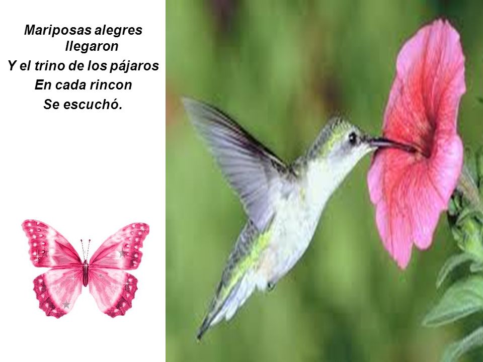 Mariposas alegres llegaron Y el trino de los pájaros