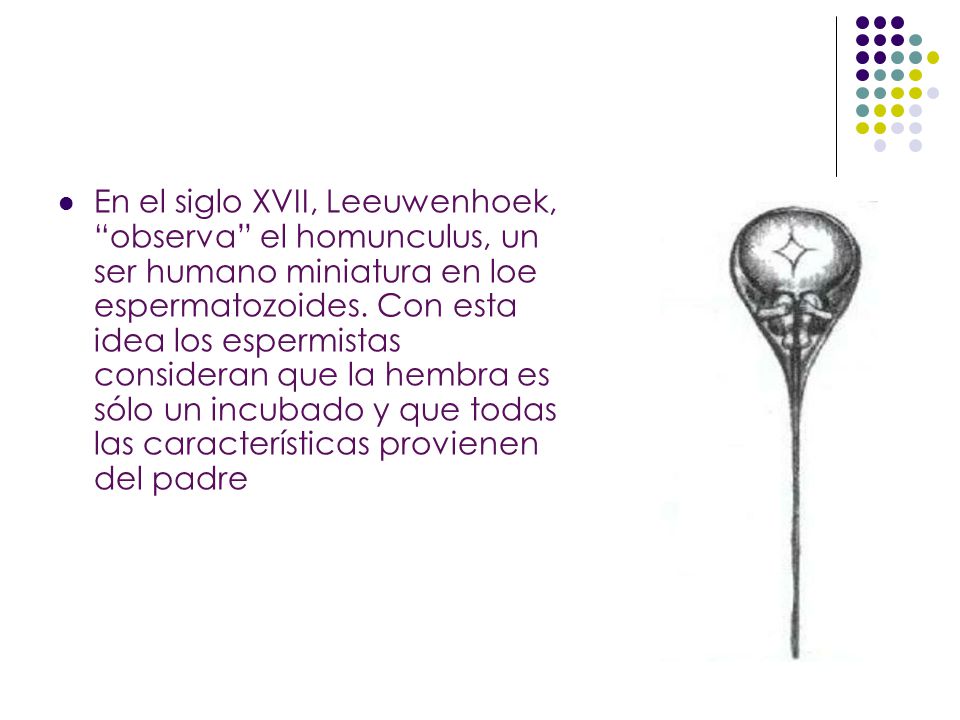 En el siglo XVII, Leeuwenhoek, observa el homunculus, un ser humano miniatura en loe espermatozoides.