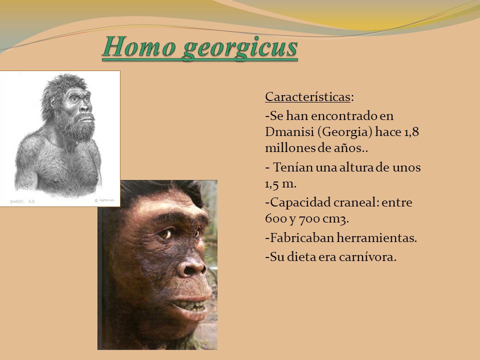 Homo georgicus Características: