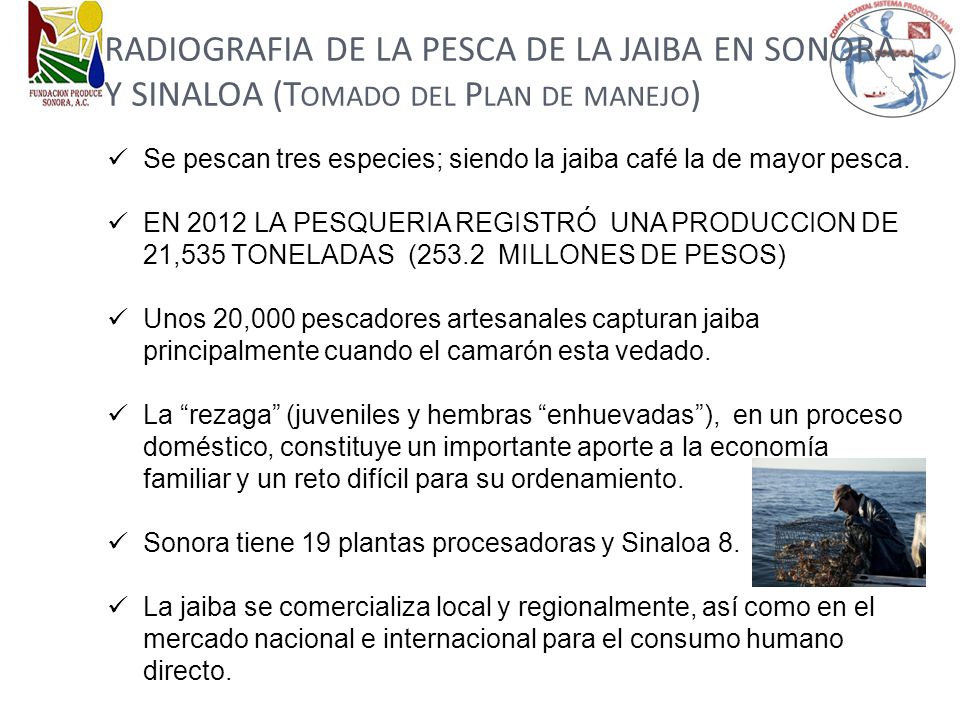 RADIOGRAFIA DE LA PESCA DE LA JAIBA EN SONORA Y SINALOA (Tomado del Plan de manejo)