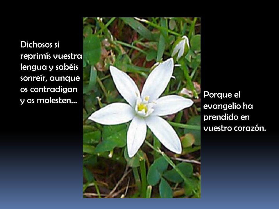 Dichosos si reprimís vuestra. lengua y sabéis. sonreír, aunque. os contradigan. y os molesten… Porque el.