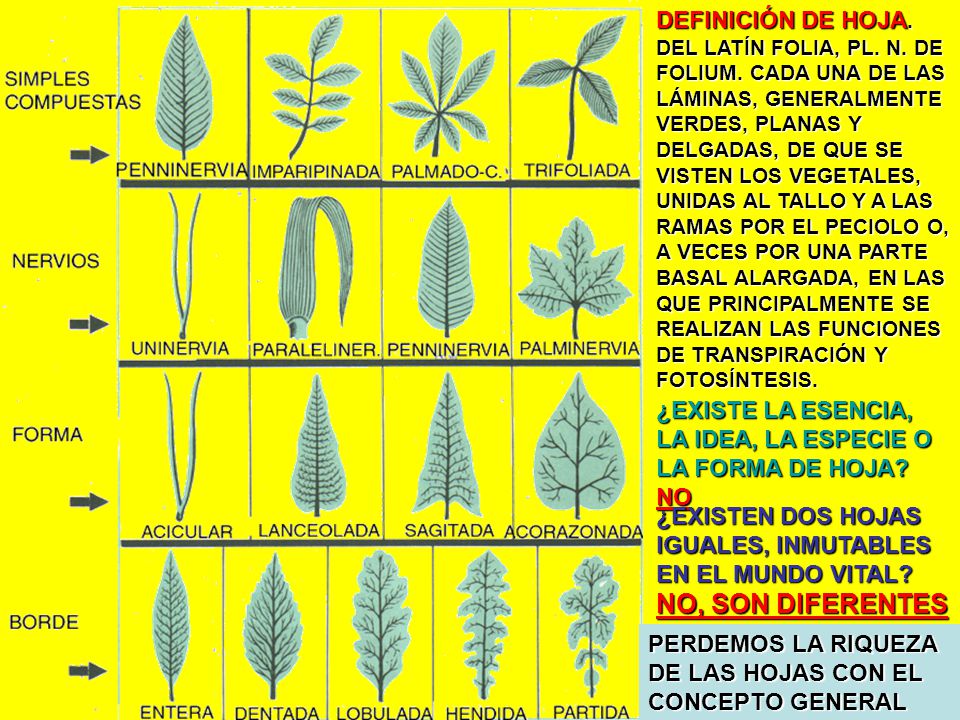DEFINICIÓN DE HOJA. DEL LATÍN FOLIA, PL. N. DE FOLIUM