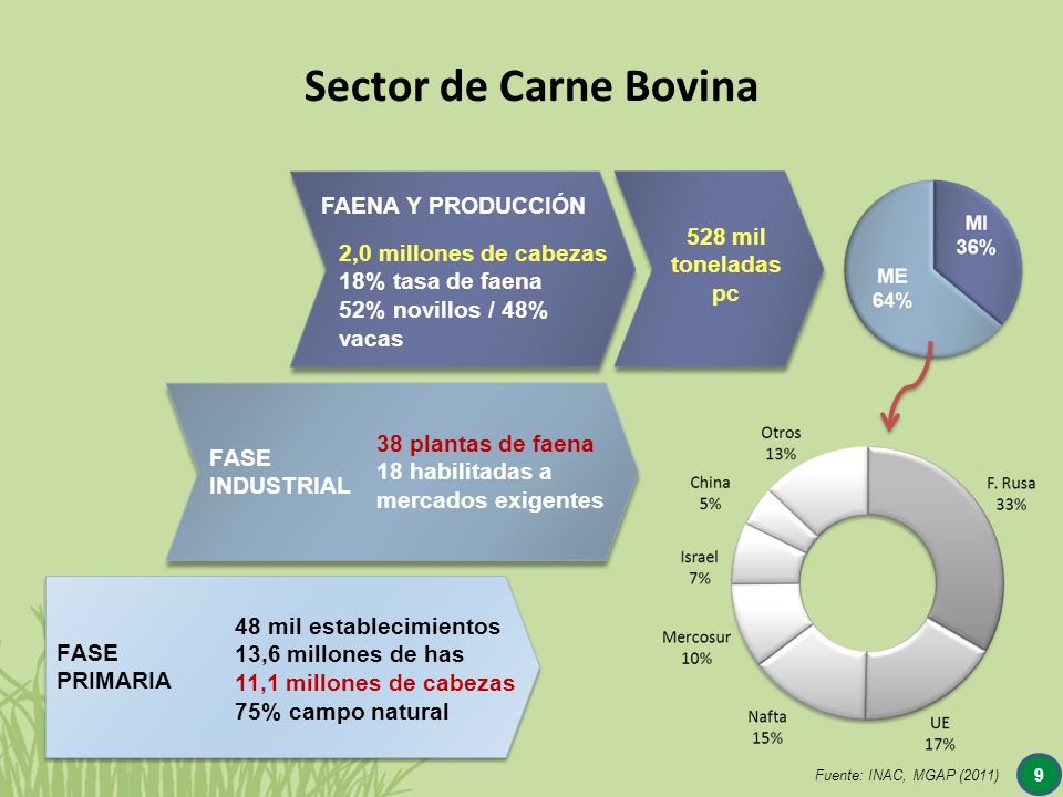 Sector de Carne Bovina FAENA Y PRODUCCIÓN 528 mil toneladas pc