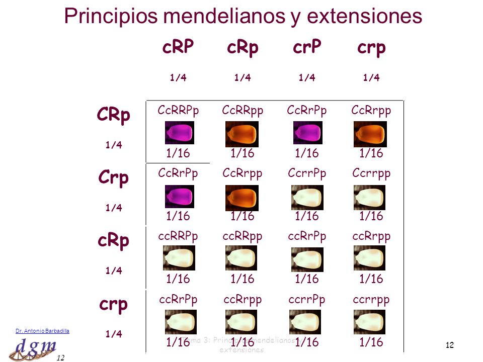Principios mendelianos y extensiones