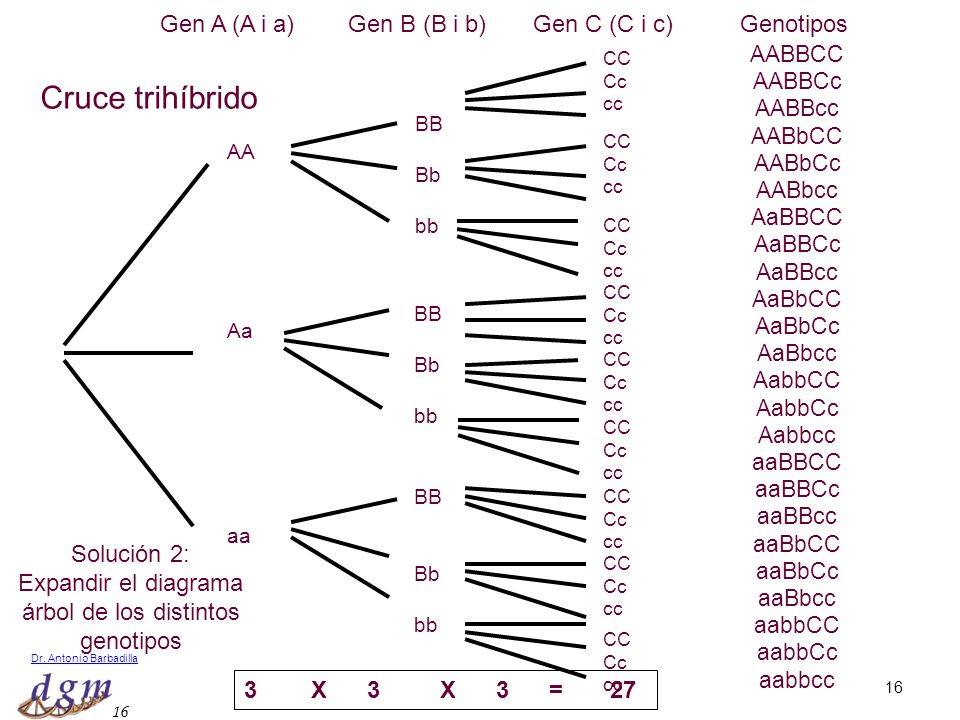 Cruce trihíbrido Gen A (A i a) Gen B (B i b) Gen C (C i c) Genotipos