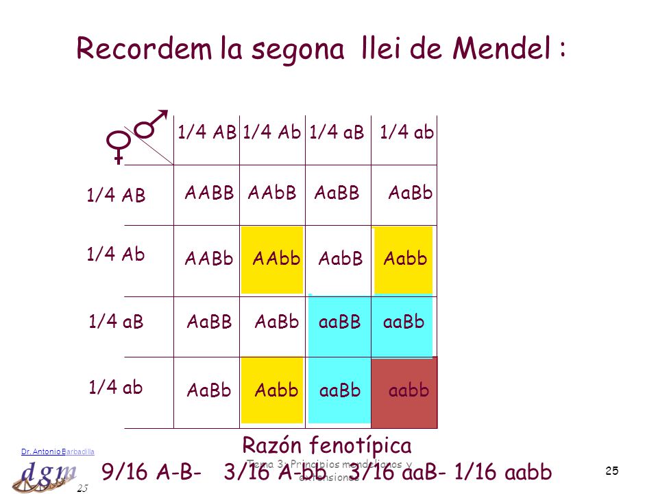 Recordem la segona llei de Mendel :