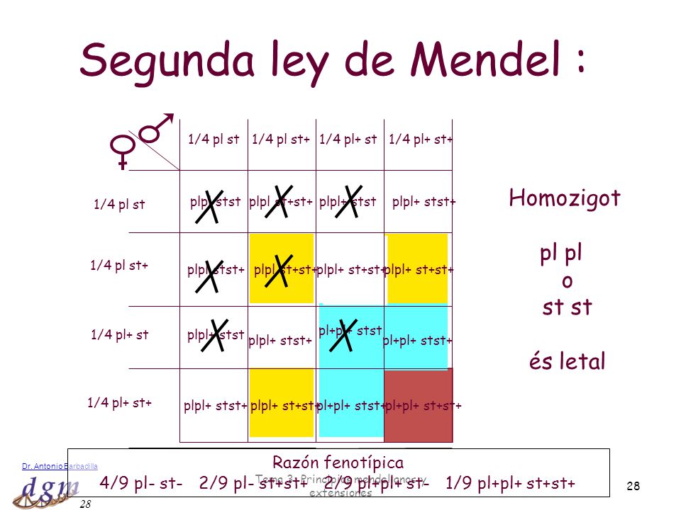 Segunda ley de Mendel : Homozigot pl pl o st st és letal