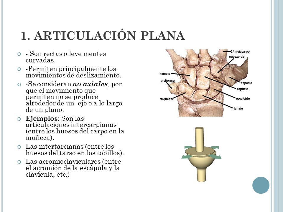 1. ARTICULACIÓN PLANA - Son rectas o leve mentes curvadas.