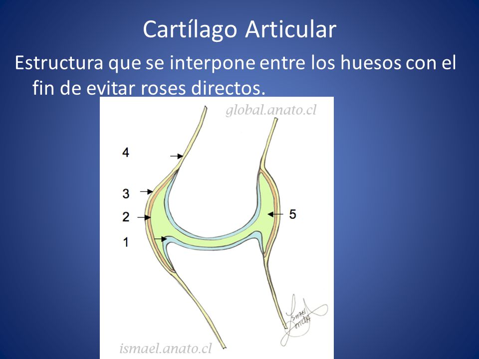 Cartílago Articular Estructura que se interpone entre los huesos con el fin de evitar roses directos.