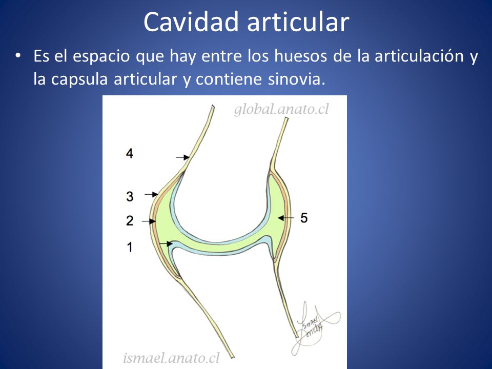 Cavidad articular Es el espacio que hay entre los huesos de la articulación y la capsula articular y contiene sinovia.