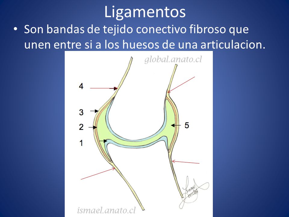 Ligamentos Son bandas de tejido conectivo fibroso que unen entre si a los huesos de una articulacion.