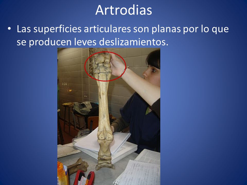 Artrodias Las superficies articulares son planas por lo que se producen leves deslizamientos.