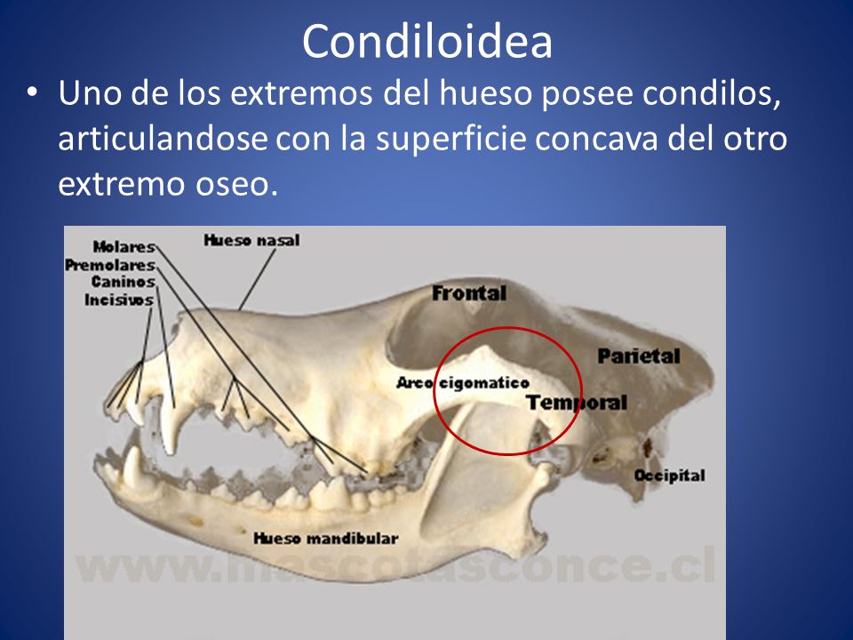 Condiloidea Uno de los extremos del hueso posee condilos, articulandose con la superficie concava del otro extremo oseo.