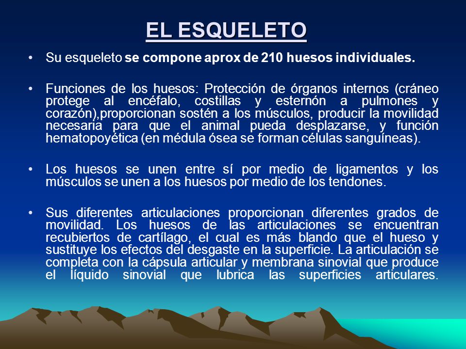 EL ESQUELETO Su esqueleto se compone aprox de 210 huesos individuales.