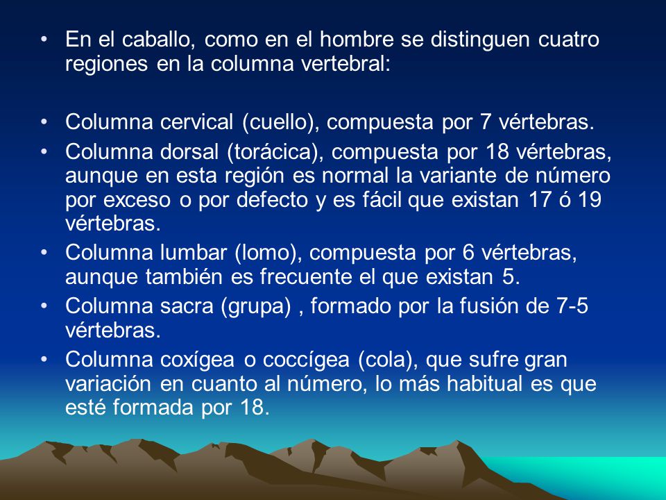En el caballo, como en el hombre se distinguen cuatro regiones en la columna vertebral: