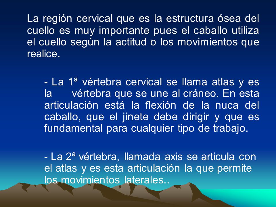 La región cervical que es la estructura ósea del cuello es muy importante pues el caballo utiliza el cuello según la actitud o los movimientos que realice.