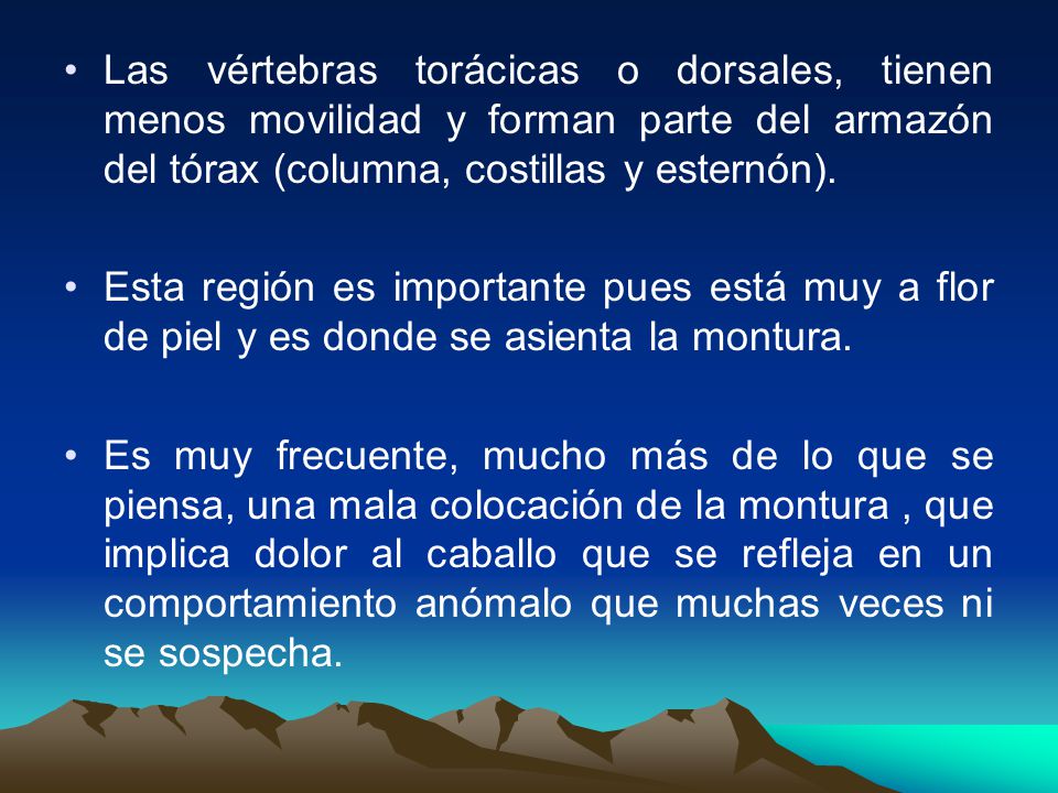 Las vértebras torácicas o dorsales, tienen menos movilidad y forman parte del armazón del tórax (columna, costillas y esternón).