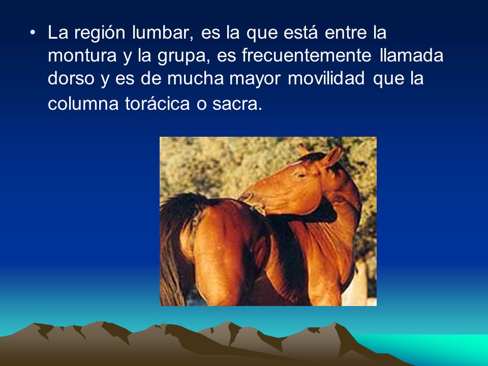 La región lumbar, es la que está entre la montura y la grupa, es frecuentemente llamada dorso y es de mucha mayor movilidad que la columna torácica o sacra.