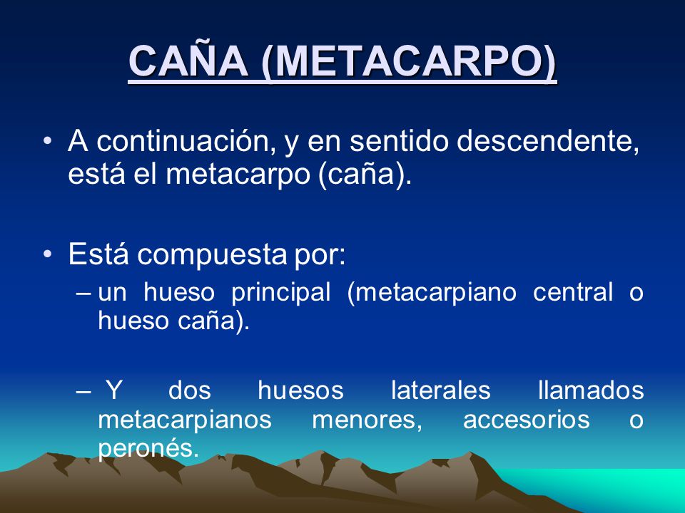 CAÑA (METACARPO) A continuación, y en sentido descendente, está el metacarpo (caña). Está compuesta por:
