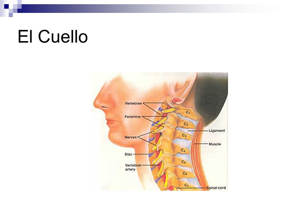 El Cuello