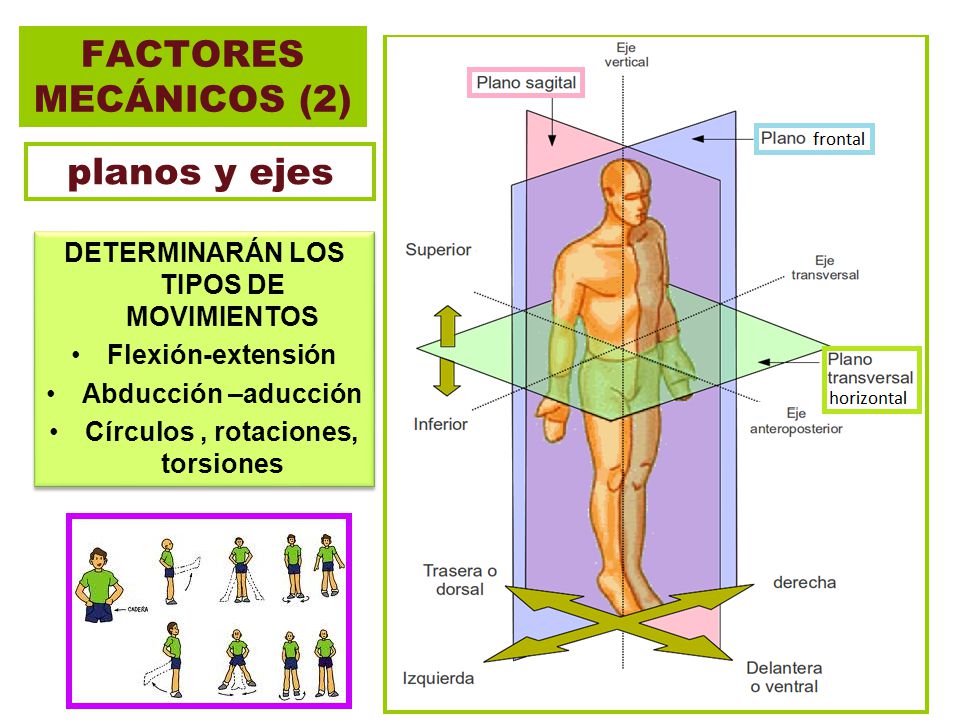 DETERMINARÁN LOS TIPOS DE MOVIMIENTOS Círculos , rotaciones, torsiones