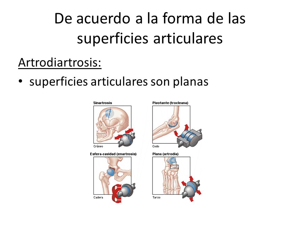 De acuerdo a la forma de las superficies articulares