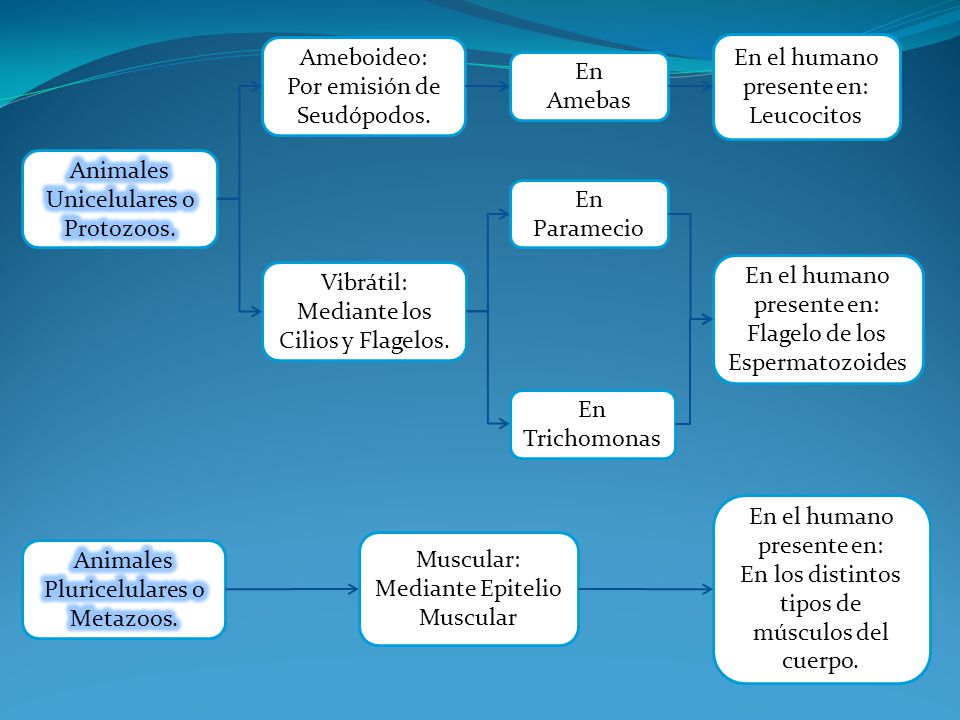 Por emisión de Seudópodos. En el humano presente en: Leucocitos En