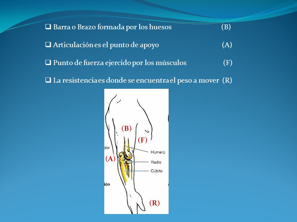 Barra o Brazo formada por los huesos (B)