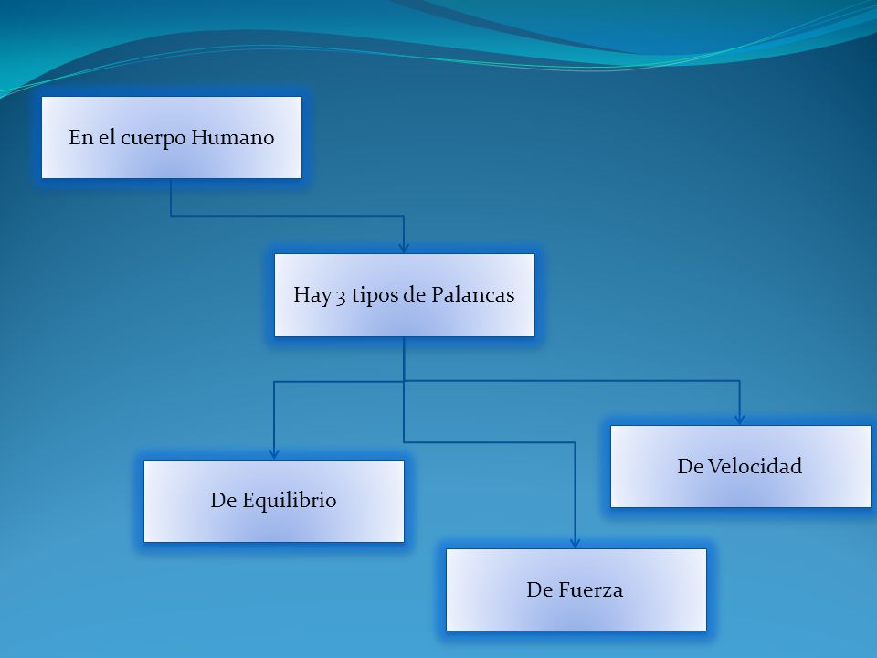 En el cuerpo Humano Hay 3 tipos de Palancas De Velocidad De Equilibrio De Fuerza