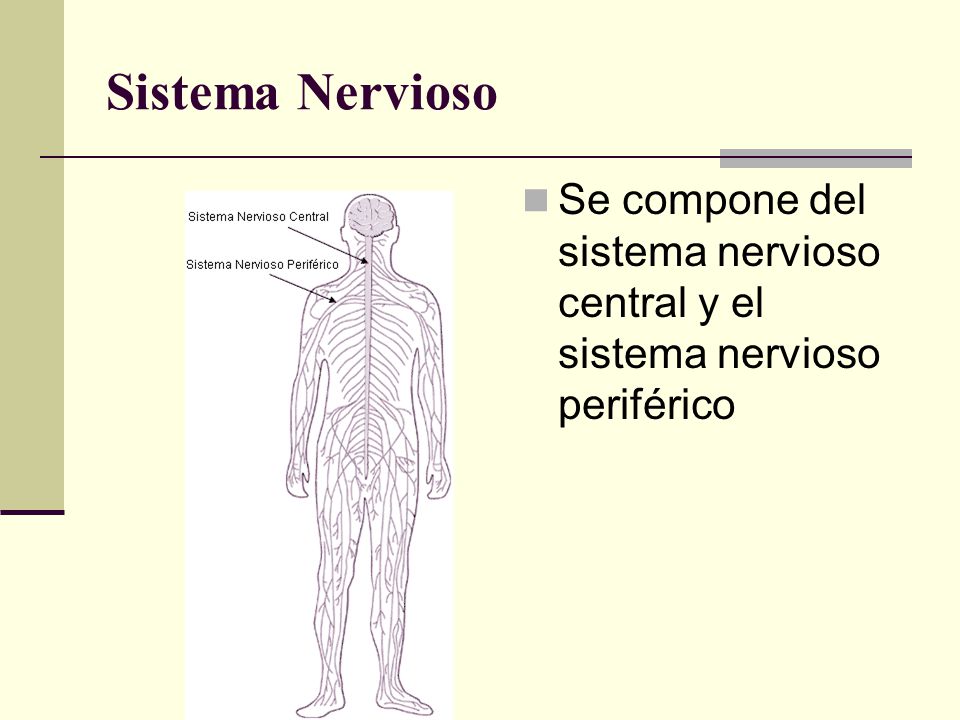 Sistema Nervioso Se compone del sistema nervioso central y el sistema nervioso periférico