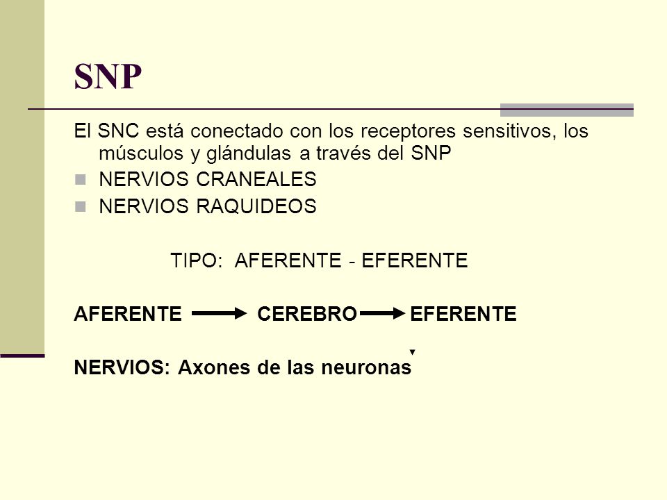 SNP El SNC está conectado con los receptores sensitivos, los músculos y glándulas a través del SNP.