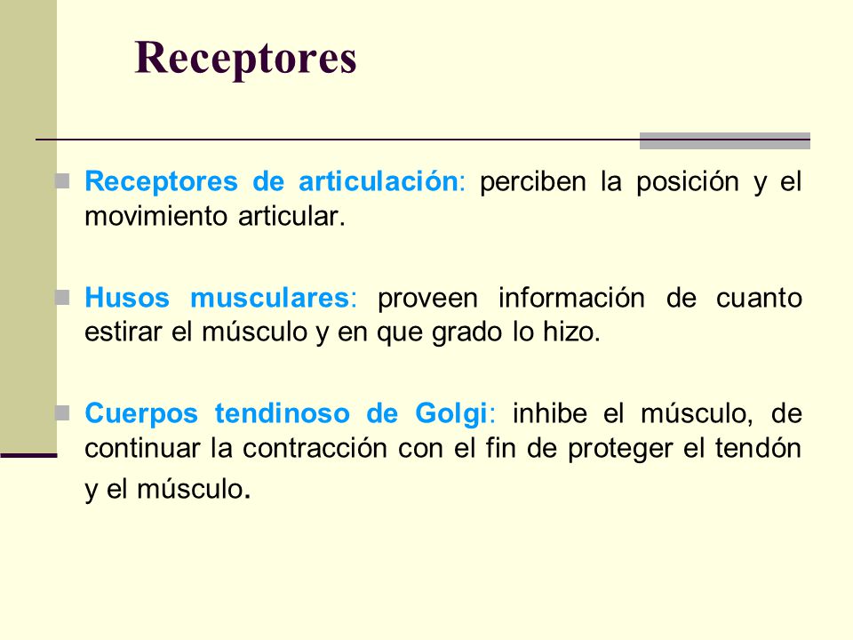 Receptores Receptores de articulación: perciben la posición y el movimiento articular.