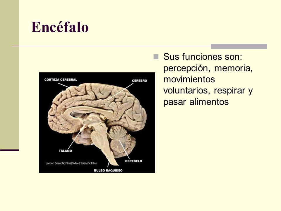 Encéfalo Sus funciones son: percepción, memoria, movimientos voluntarios, respirar y pasar alimentos.