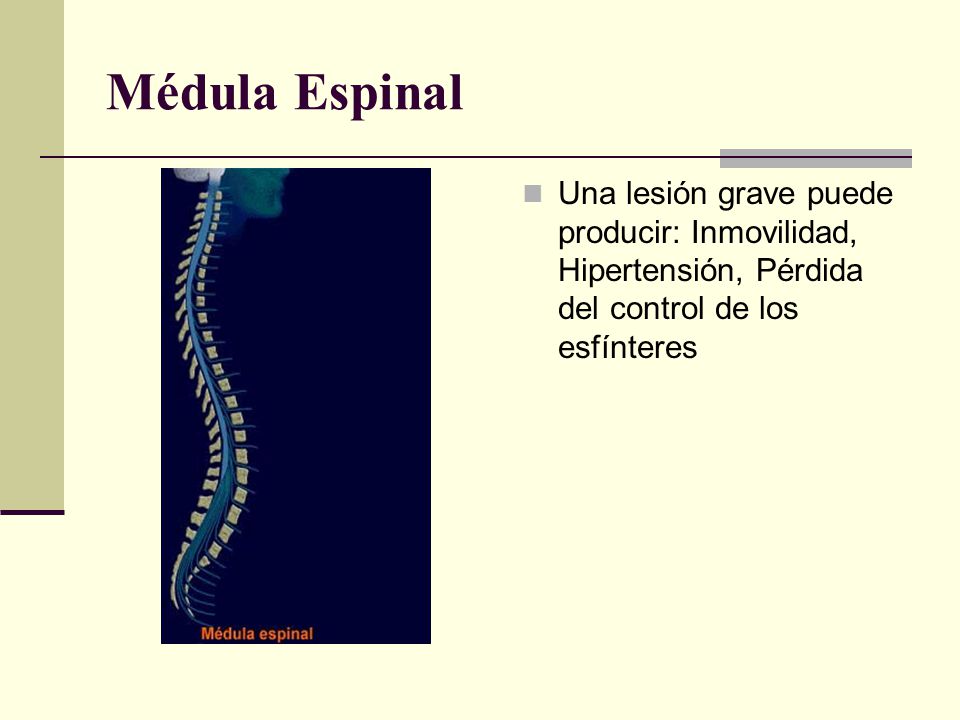 Médula Espinal Una lesión grave puede producir: Inmovilidad, Hipertensión, Pérdida del control de los esfínteres.
