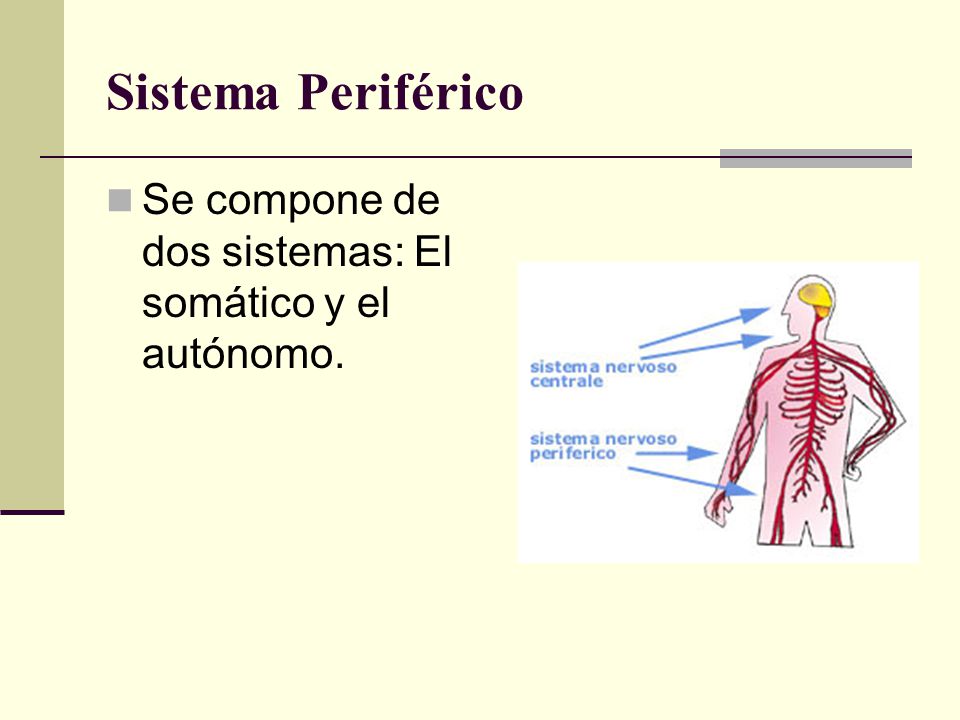 Sistema Periférico Se compone de dos sistemas: El somático y el autónomo.