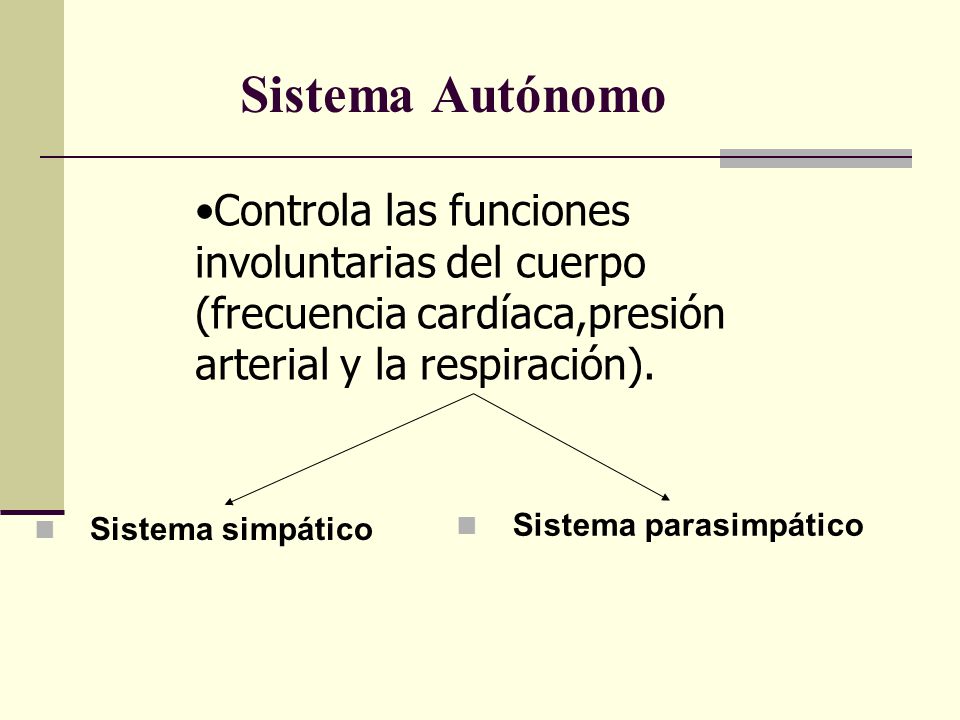 Sistema Autónomo Controla las funciones involuntarias del cuerpo (frecuencia cardíaca,presión arterial y la respiración).