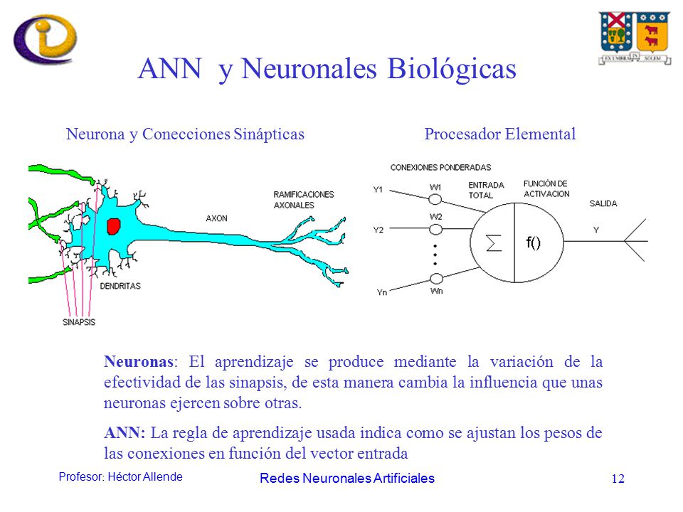 ANN y Neuronales Biológicas