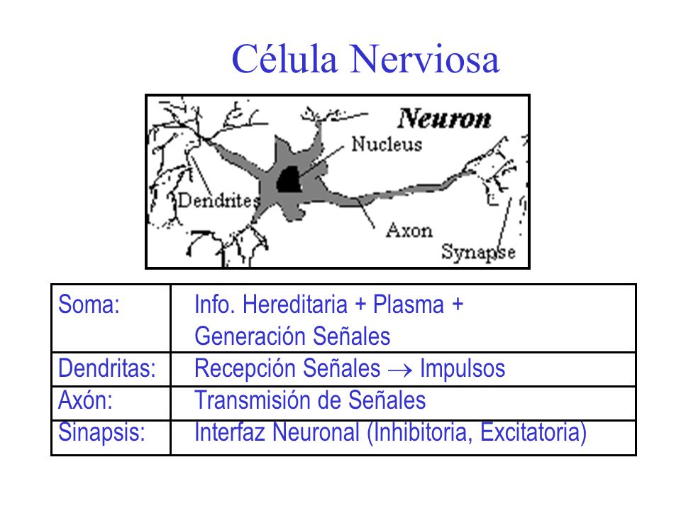 Célula Nerviosa Soma: Info. Hereditaria + Plasma + Generación Señales
