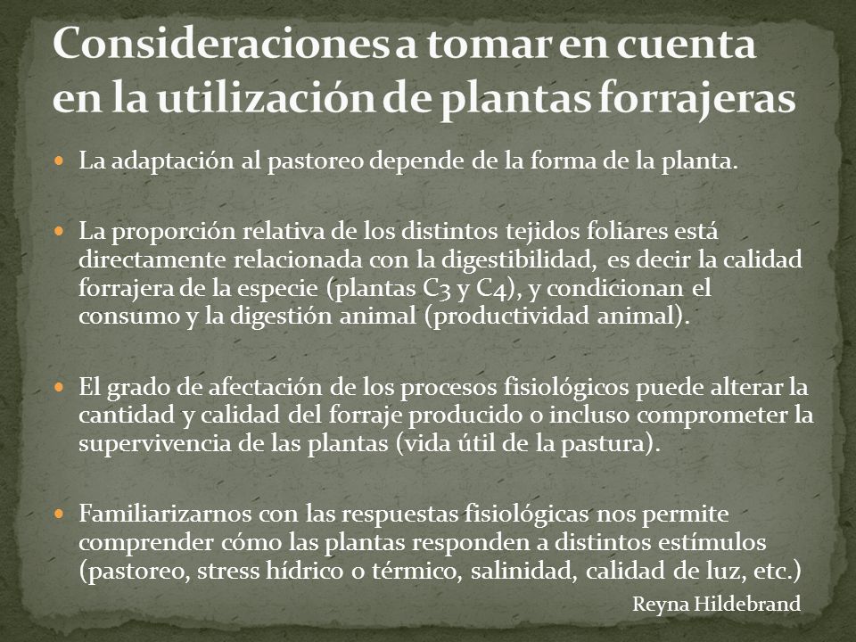 Consideraciones a tomar en cuenta en la utilización de plantas forrajeras