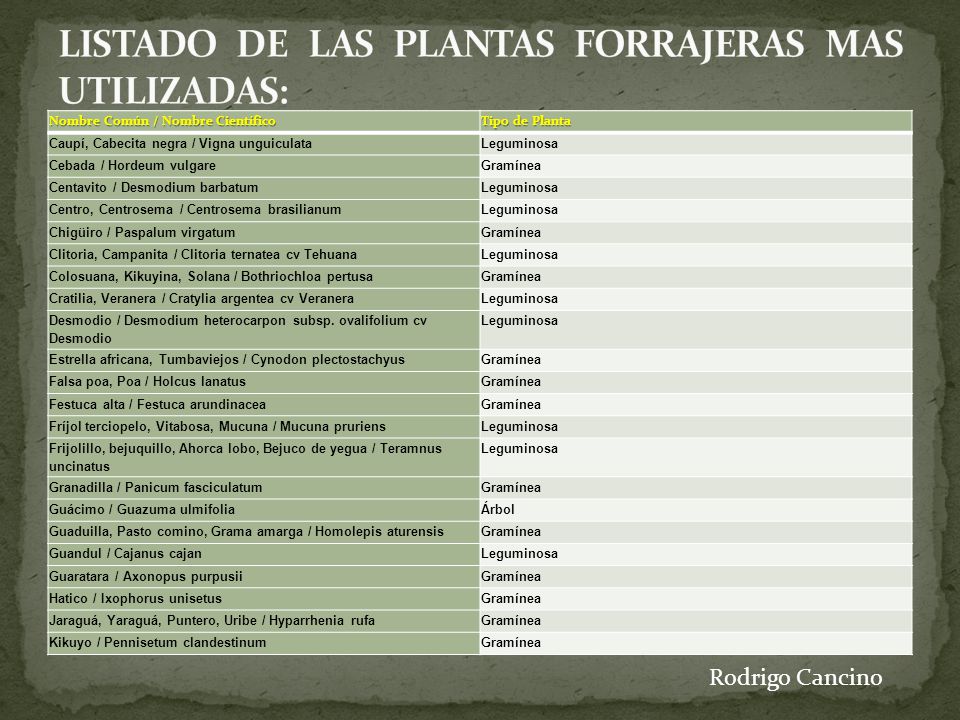 LISTADO DE LAS PLANTAS FORRAJERAS MAS UTILIZADAS: