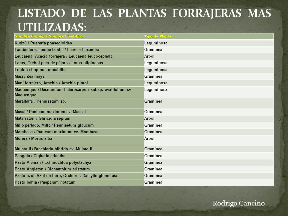 LISTADO DE LAS PLANTAS FORRAJERAS MAS UTILIZADAS: