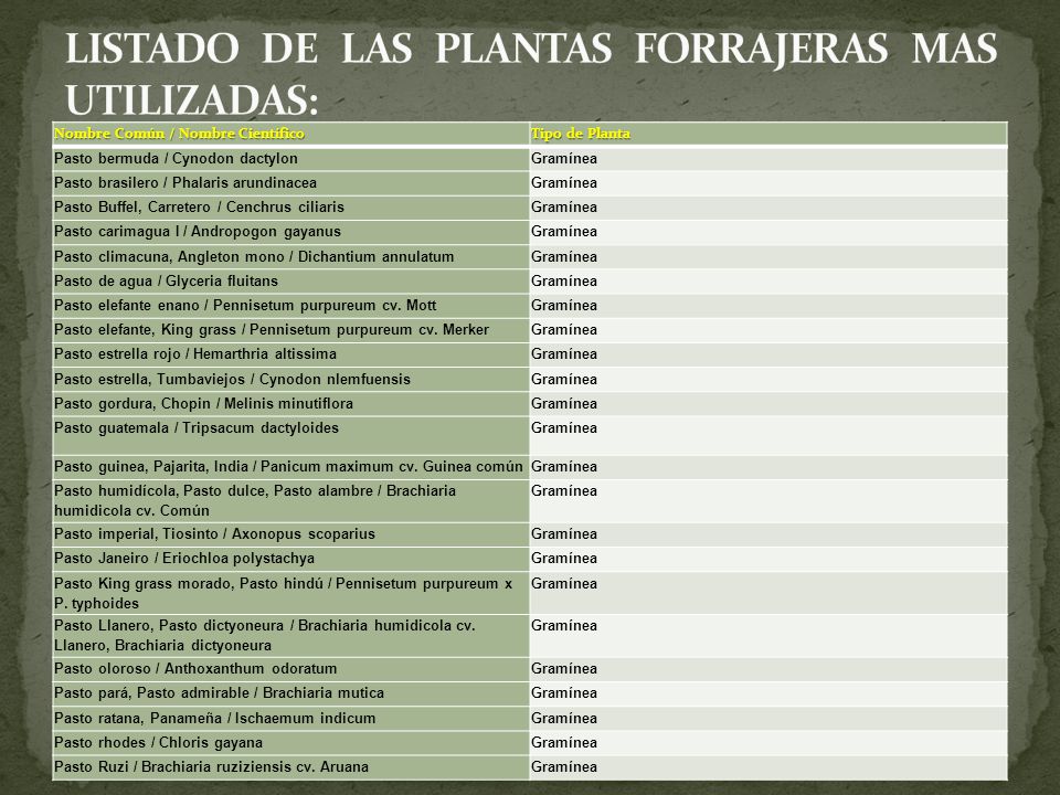 LISTADO DE LAS PLANTAS FORRAJERAS MAS UTILIZADAS: