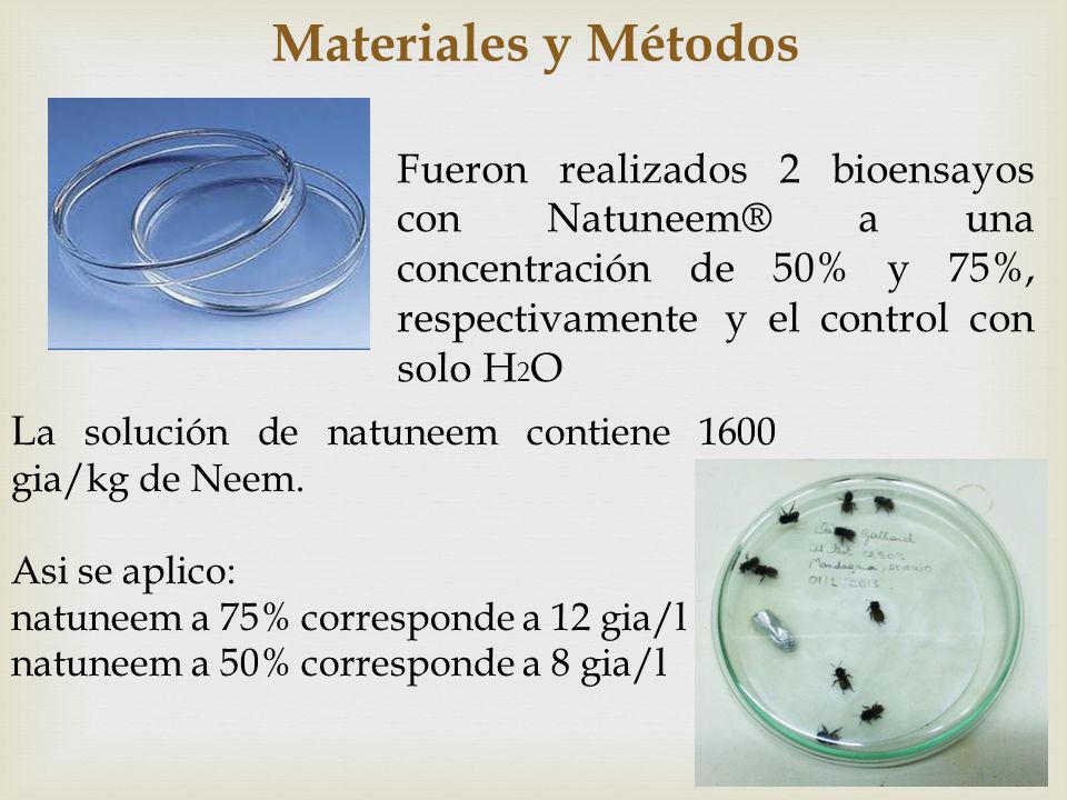 Materiales y Métodos Fueron realizados 2 bioensayos con Natuneem® a una concentración de 50% y 75%, respectivamente y el control con solo H2O.