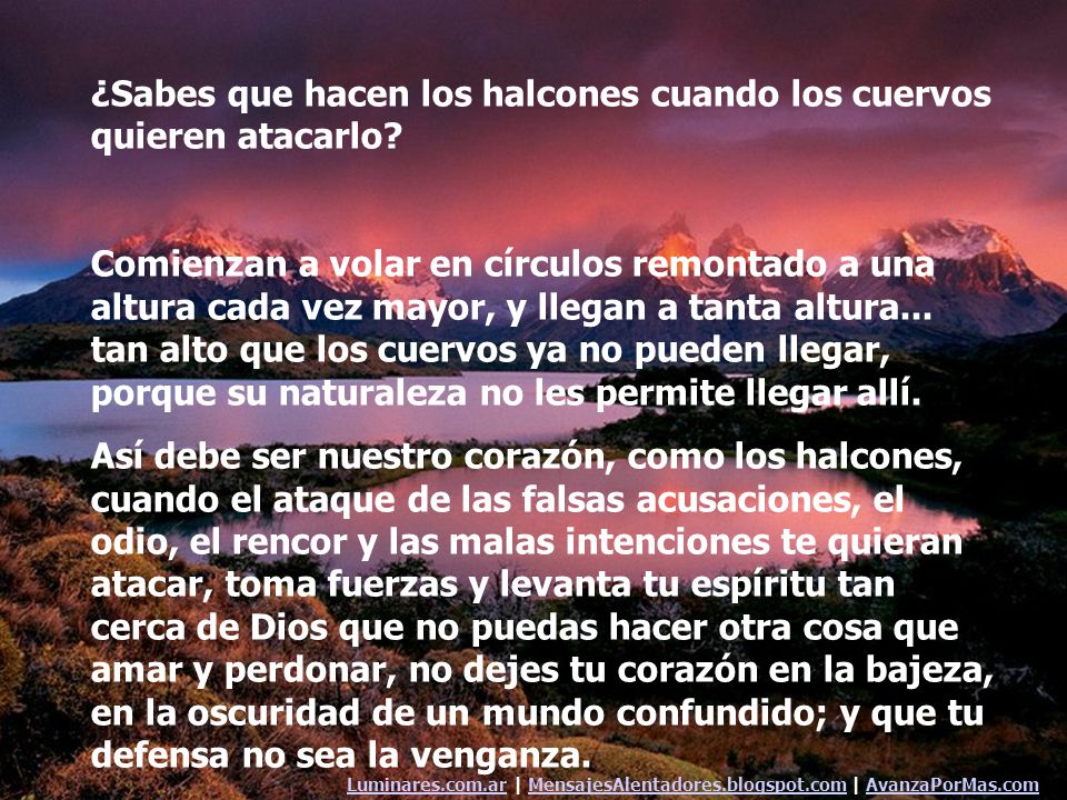 ¿Sabes que hacen los halcones cuando los cuervos quieren atacarlo
