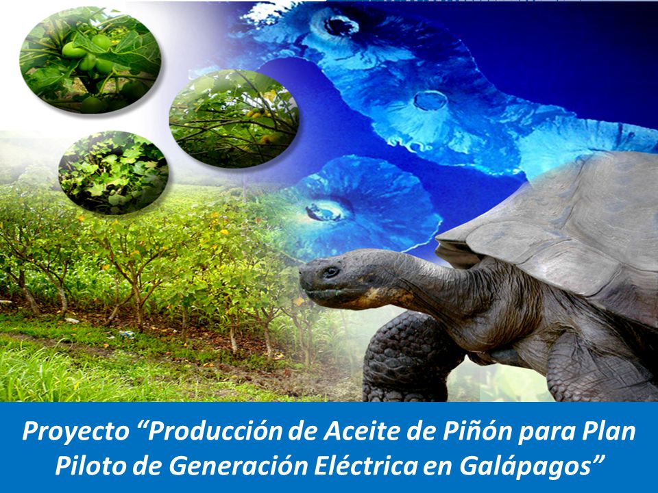 Proyecto Producción de Aceite de Piñón para Plan Piloto de Generación Eléctrica en Galápagos