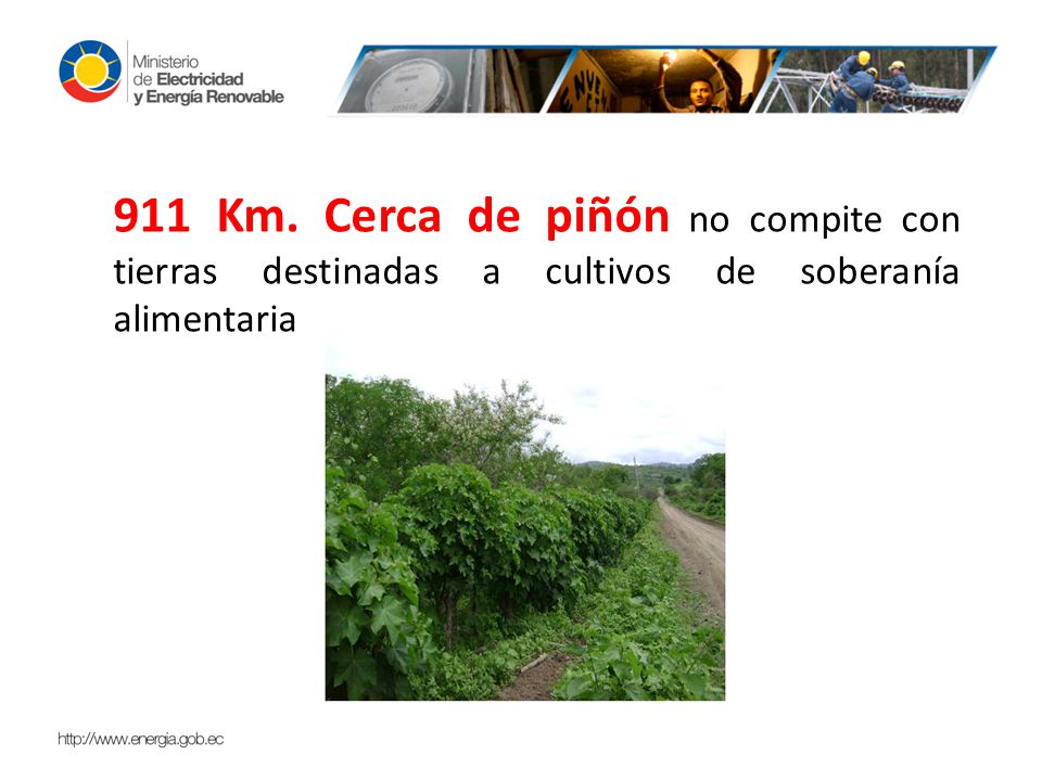 911 Km. Cerca de piñón no compite con tierras destinadas a cultivos de soberanía alimentaria