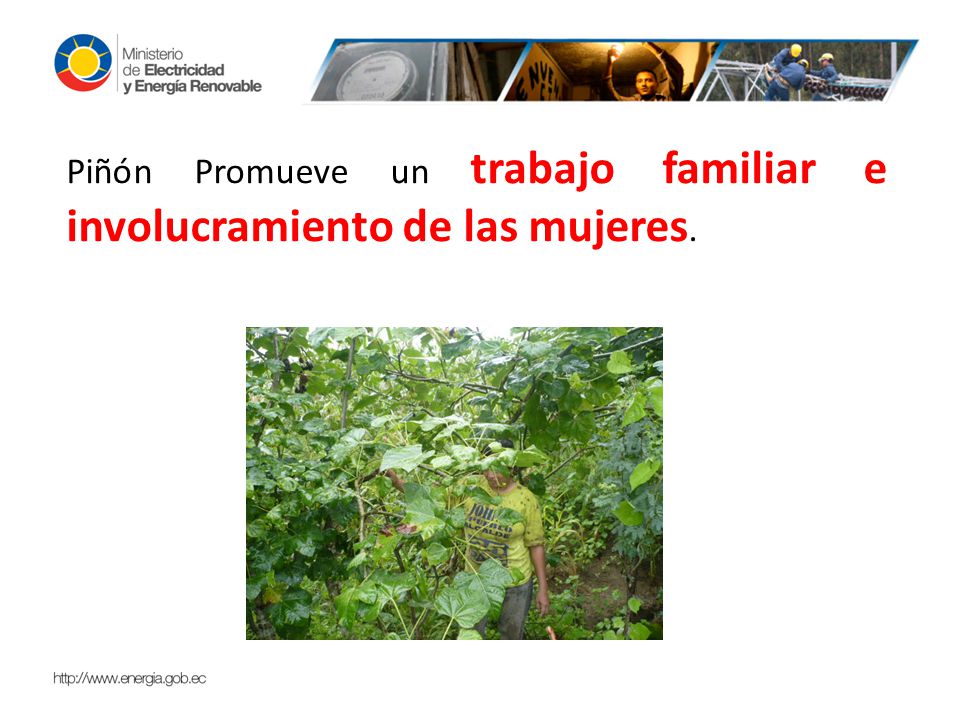Piñón Promueve un trabajo familiar e involucramiento de las mujeres.