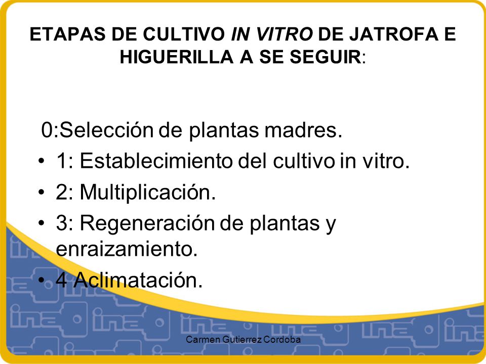 ETAPAS DE CULTIVO IN VITRO DE JATROFA E HIGUERILLA A SE SEGUIR: