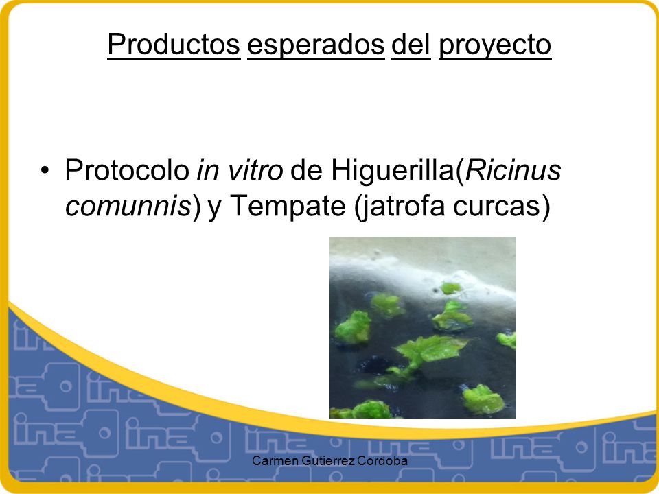 Productos esperados del proyecto